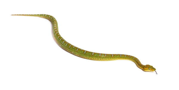 Jovenile Emerald Tree Boa Farejando Com Língua Corallus Caninus — Fotografia de Stock