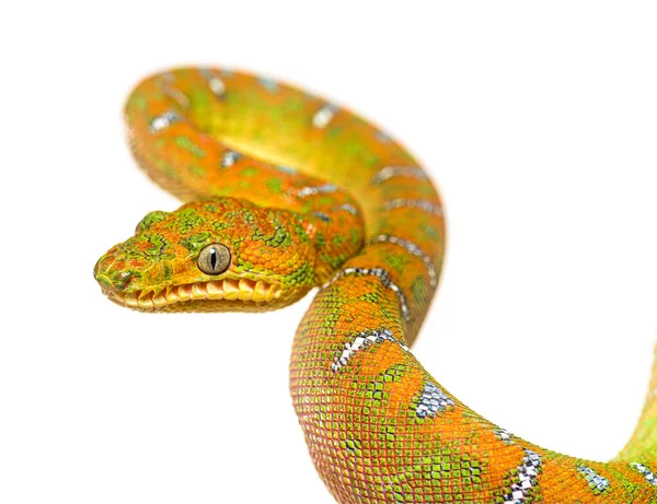 Juvenile Zümrüt Ağacı Boa Corallus Caninus 'un kafa resmi.