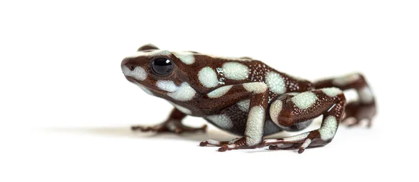 Maranon Poison Frog Dendro Excidobates Mysteriosus — Stock Photo, Image