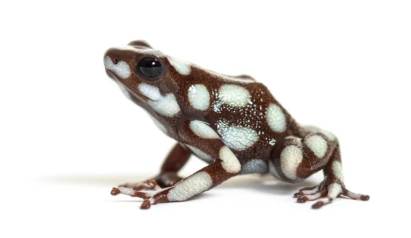 Maranon Pox Frog Dendro Excidobates Annoeriosus — 스톡 사진