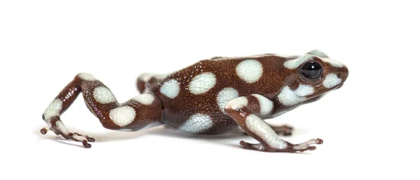 Maranon Poison Frog Dendro Excidobates Mysteriosus — Stock Photo, Image