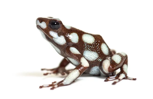 Maranon Poison Frog Dendro Excidobates Mysteriosus — Stock Photo, Image