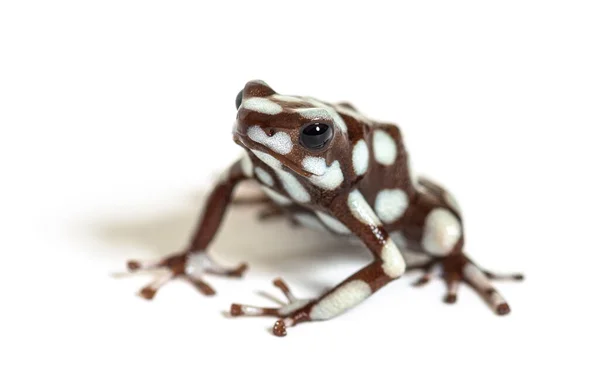 Maranon Poison Frog Dendro Excidobates Mysteriosus — Stock Photo, Image