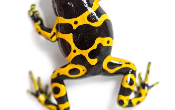 Vista Alta Sapo Dardo Venenoso Faixa Amarela Dendrobates Leucomelas — Fotografia de Stock