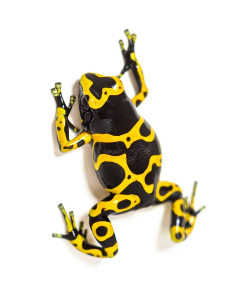 High View Yellow Banded Poison Dart Frog Dendrobates Leucomelas — Stock Photo, Image
