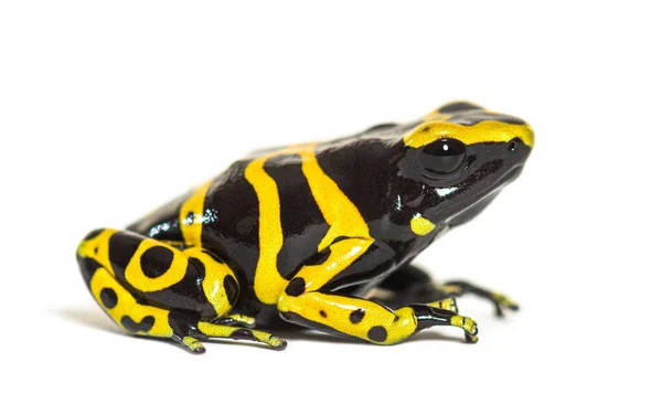 Sarı Bantlı Zehirli Kurbağası Dendrobates Lökositler — Stok fotoğraf