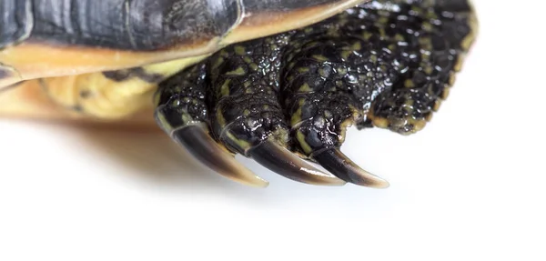 Нога Китайской Черепахи Полосатой Шеей Mauremys Sinensis — стоковое фото