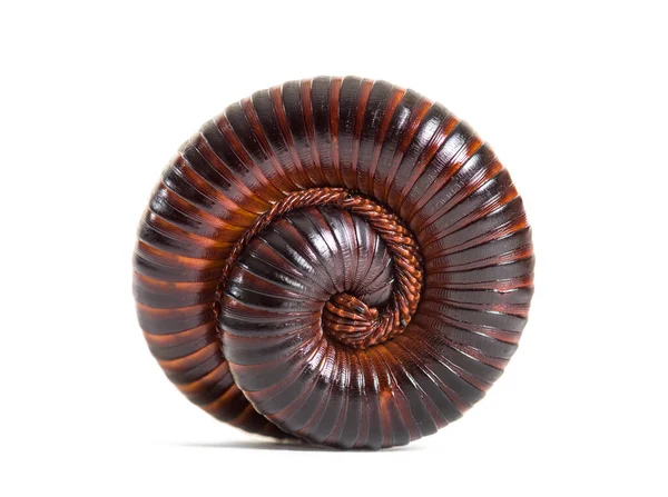 Giant African Millipede Rolled Defence Position Archispirostreptus Gigas — Stock Photo, Image