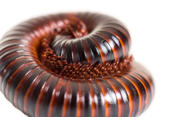 Giant African Millipede Rolled Defence Position Archispirostreptus Gigas — Stock Photo, Image