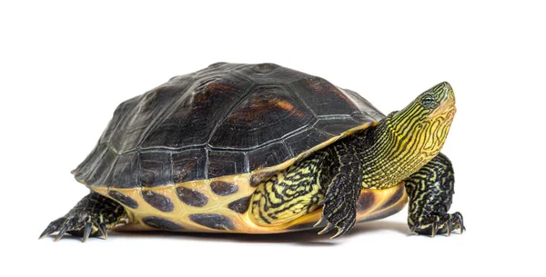 Żółw Chiński Paski Mauremys Sinensis — Zdjęcie stockowe