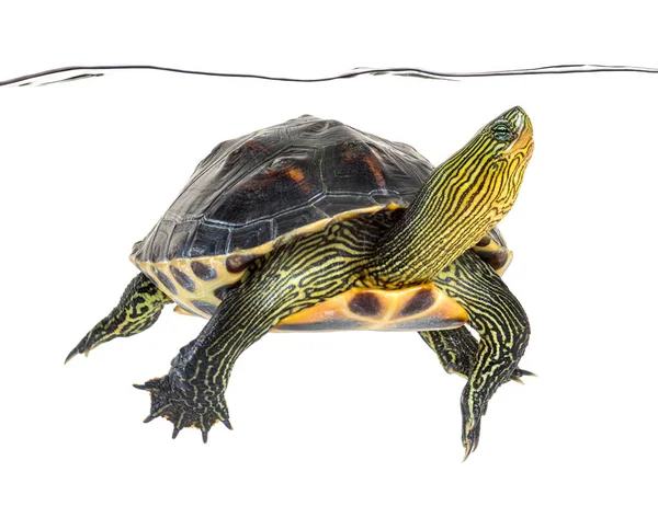 Chinesische Streifenhalsschildkröte Beim Schwimmen Mauremys Sinensis — Stockfoto
