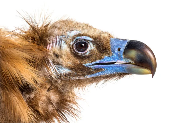 Profilo Colpo Testa Eurasian Avvoltoio Nero Aegypius Monachus — Foto Stock