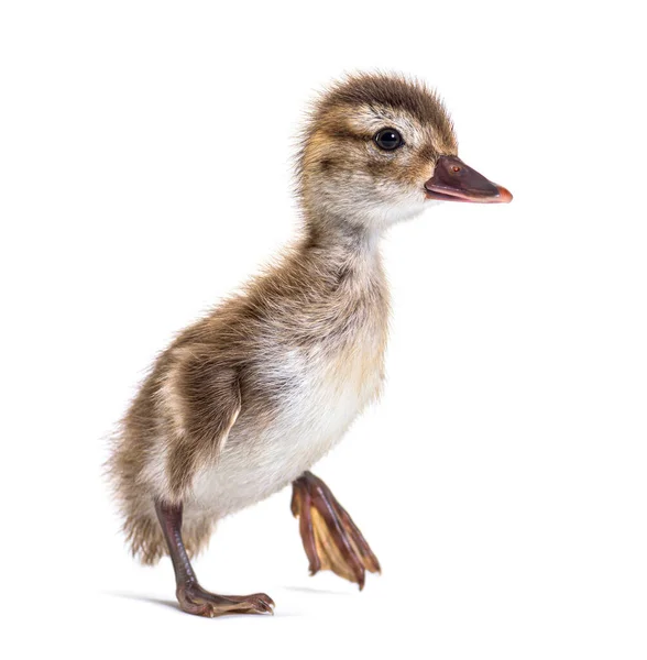 Jong Eendje Van Bernier Teal Anas Bernieri Geïsoleerd Wit — Stockfoto