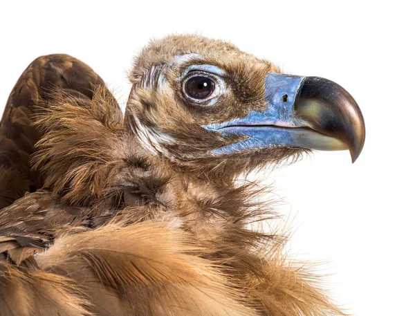 Profilo Colpo Testa Eurasian Avvoltoio Nero Aegypius Monachus — Foto Stock