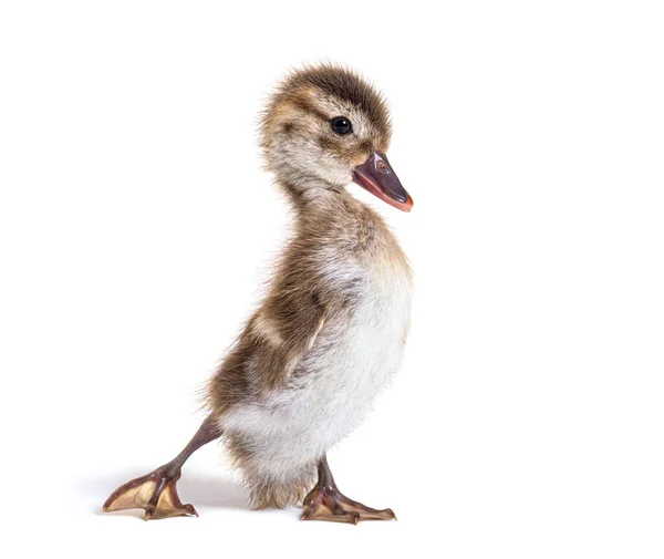 Young Duckling Bernier Teal Anas Bernieri Isolated White — Stock Photo, Image