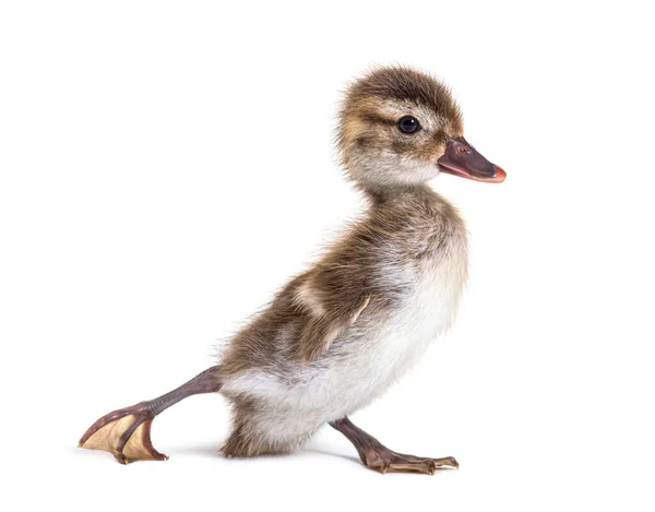 Young Duckling Bernier Teal Anas Bernieri Isolated White — Stock Photo, Image