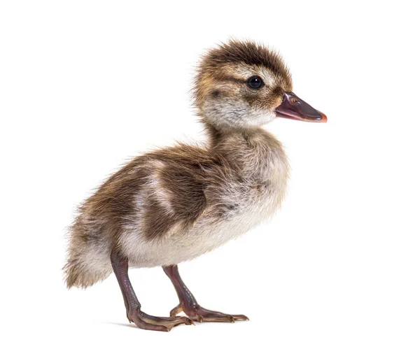 Young Duckling Bernier Teal Anas Bernieri — Stock Photo, Image