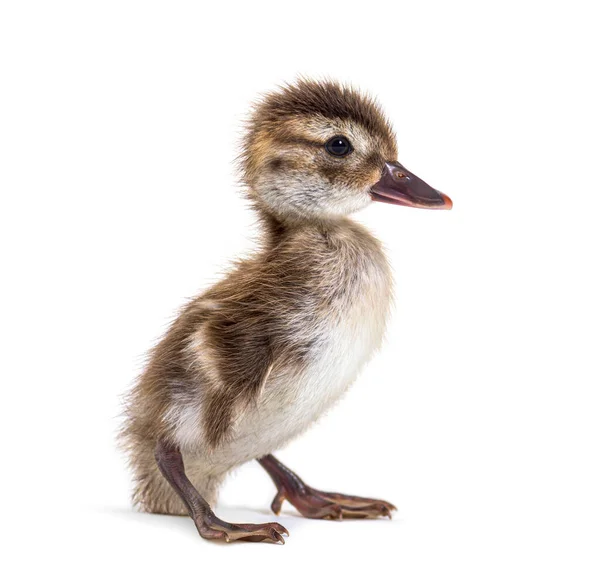 Young Duckling Bernier Teal Anas Bernieri — Stock Photo, Image