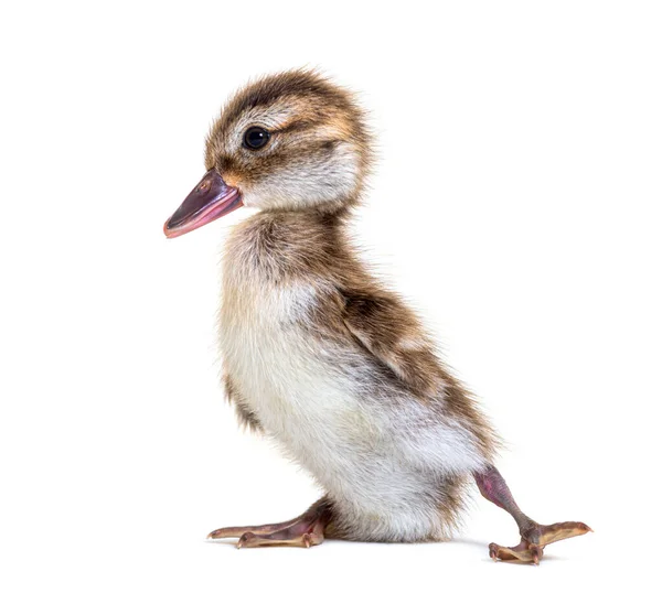 Patinho Jovem Teal Bernier Anas Bernieri — Fotografia de Stock