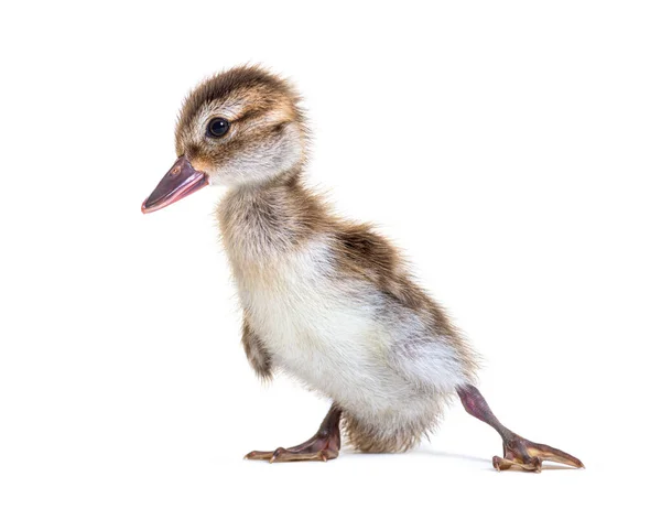 Jeune Canard Sarcelle Bernier Anas Bernieri — Photo