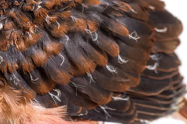 Young feathers of Pink pigeon Chick, Nesoenas mayeri,