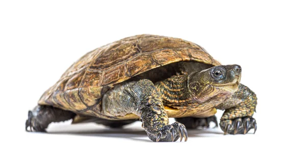 Żółw Hiszpański Mauremys Leprosa — Zdjęcie stockowe