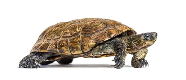 Spanische Teichschildkröte Mauremys Leprosa — Stockfoto