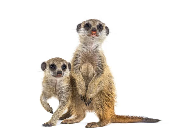 Two Suricates Suricata Suricatta Isolated Wihte — Stock Photo, Image