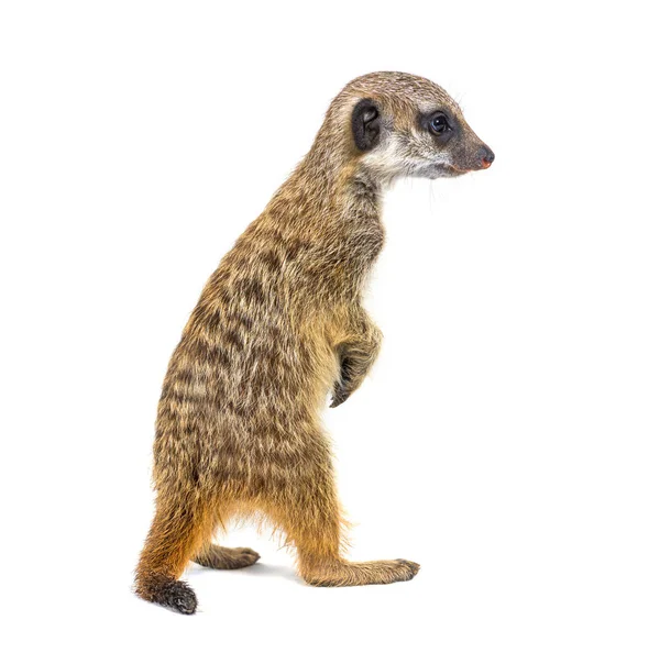 Suricate Mirando Alrededor Las Patas Traseras Suricata Suricatta —  Fotos de Stock