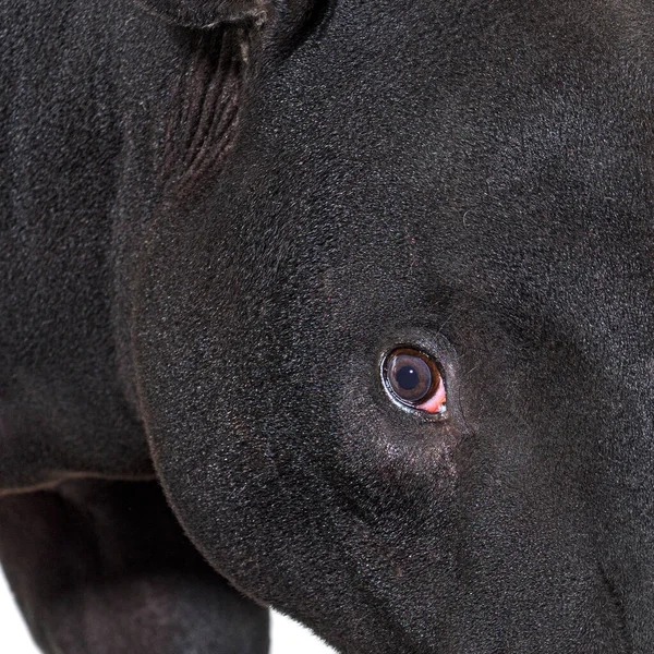 Zbliżenie Malezyjskie Oko Tapira Tapirus Indicus — Zdjęcie stockowe