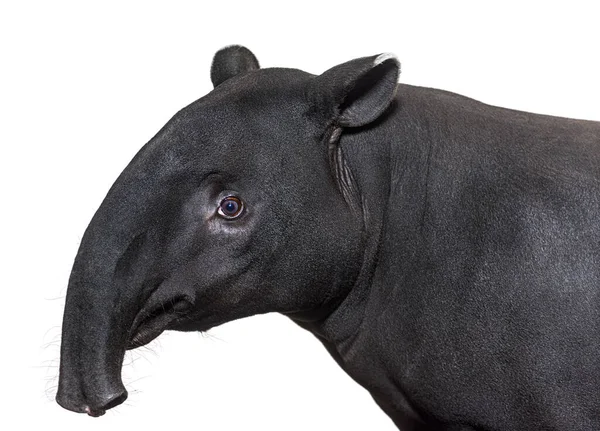 Vista Lateral Retrato Cabeça Anta Malaia Tapirus Indicus — Fotografia de Stock