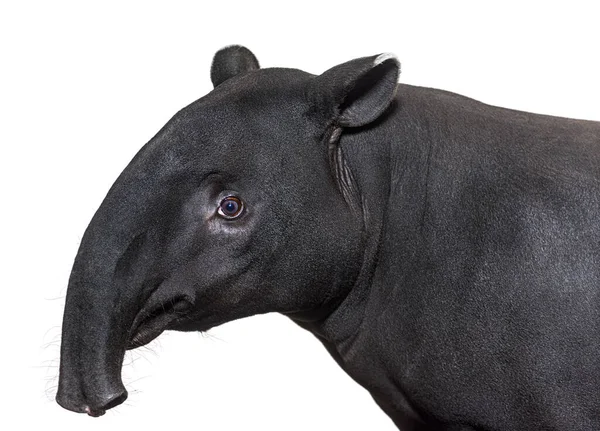 Ritratto Vista Laterale Della Testa Tapiro Malese Tapirus Indicus — Foto Stock