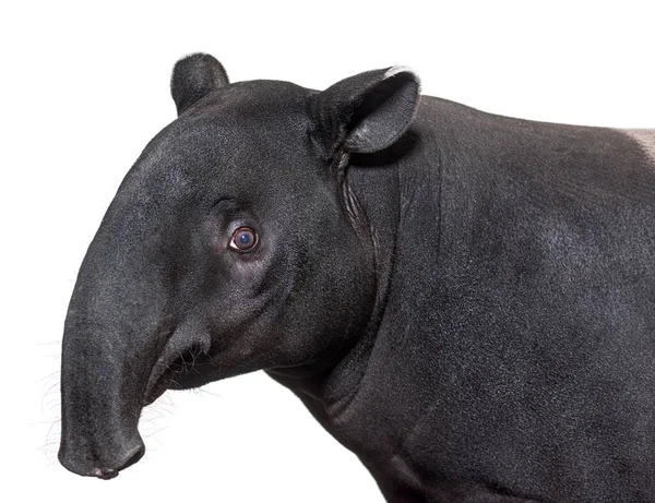 Vista Lateral Retrato Cabeça Anta Malaia Tapirus Indicus — Fotografia de Stock