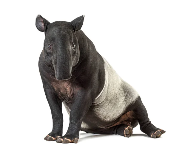 Tapir Malaio Sentado Isolado Branco — Fotografia de Stock