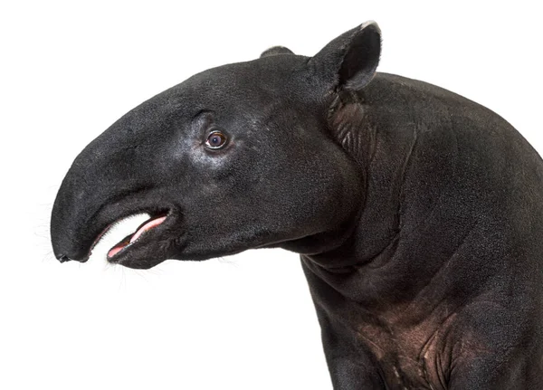 Vista Lateral Retrato Cabeça Anta Malaia Tapirus Indicus — Fotografia de Stock