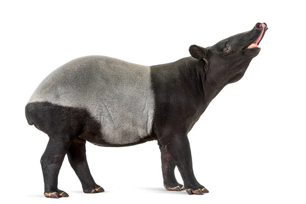 Boční Pohled Malajského Tapíra Čenichem Vůni Tapirus Indicus — Stock fotografie