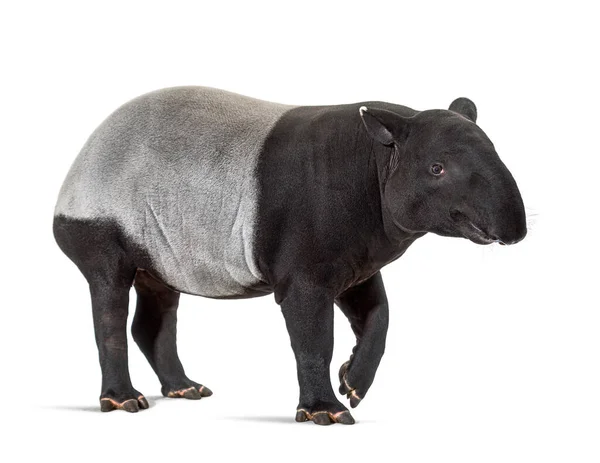 Tapir Malayo Caminando Tapirus Indicus — Foto de Stock