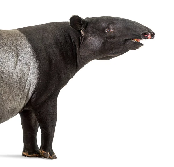 Portret Boczny Głowy Tapira Malezyjskiego Tapirus Indicus — Zdjęcie stockowe