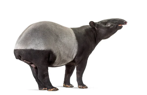 Tapir Malaio Usando Seu Focinho Para Cheirar Tapirus Indicus — Fotografia de Stock