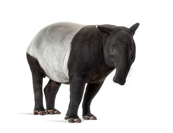 Kameraya Bakan Malezya Tapiri Tapirus Indicus — Stok fotoğraf