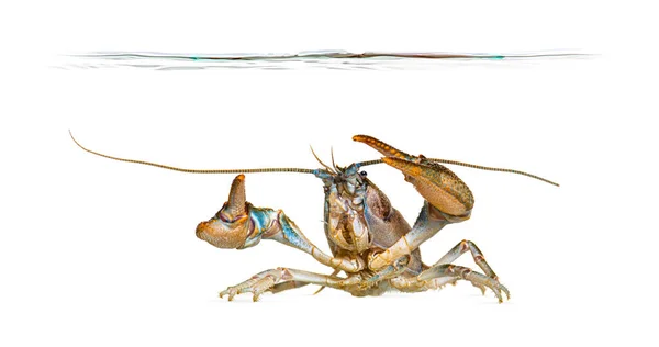 Stone Crayfish Water Line Austropotamobius Torrentium Freshwater Crayfish Isolated White — Stock Photo, Image