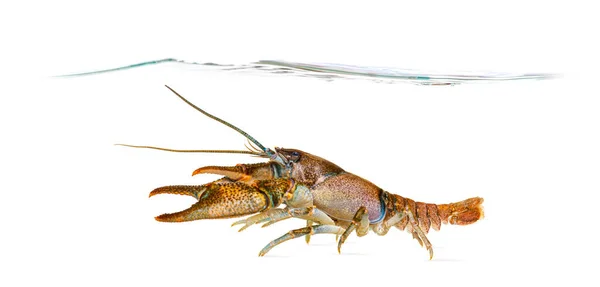 Stone Crayfish Water Line Austropotamobius Torrentium Freshwater Crayfish Isolated White — Stock Photo, Image