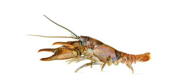 Side View Stone Crayfish Austropotamobius Torrentium Freshwater Crayfish Isolated White — Stock Photo, Image