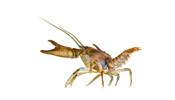 Stone Crayfish Austropotamobius Torrentium Freshwater Crayfish Isolated White — Stock Photo, Image