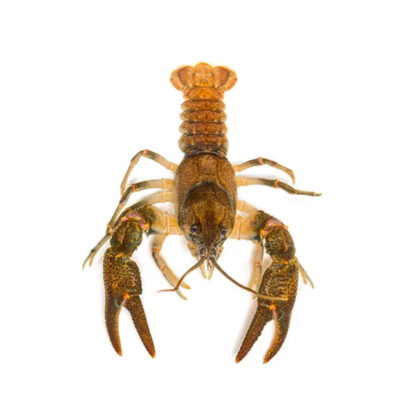 Stone Crayfish Austropotamobius Torrentium Freshwater Crayfish Isolated White — Stock Photo, Image