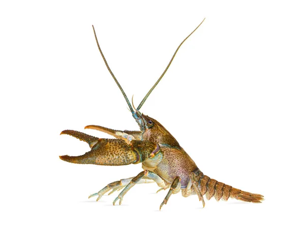 Πλευρική Άποψη Της Καραβίδας Πέτρα Austropotamobius Torrentium Είναι Ένα Crayfish — Φωτογραφία Αρχείου