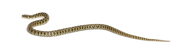 Serpiente Agua Viperina Arrastrándose Natrix Maura Serpiente Venenosa Semiacuática Aislada —  Fotos de Stock