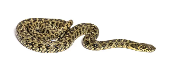 Viperine Water Snake Natrix Maura Nonvenomous Και Semiυδρόβιο Φίδι Απομονωμένο — Φωτογραφία Αρχείου