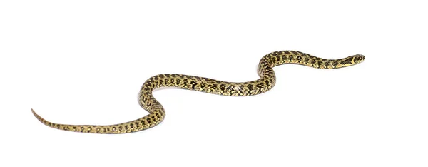 毒蛇爬行而去 纳特里斯毛拉 无毒蛇和半水蛇 被白色隔离 — 图库照片