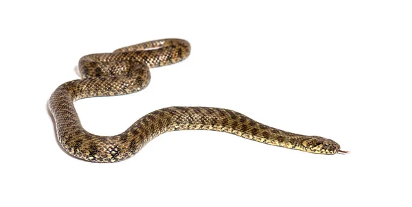 Vipera Vízikígyó Natrix Maura Nem Mérgező Félvízi Kígyó Fehér Alapon — Stock Fotó